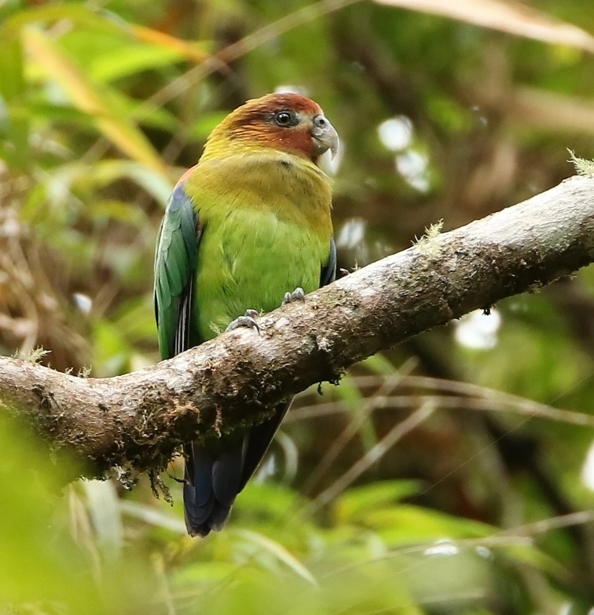 Rusty-faced Parrot - ML510019641