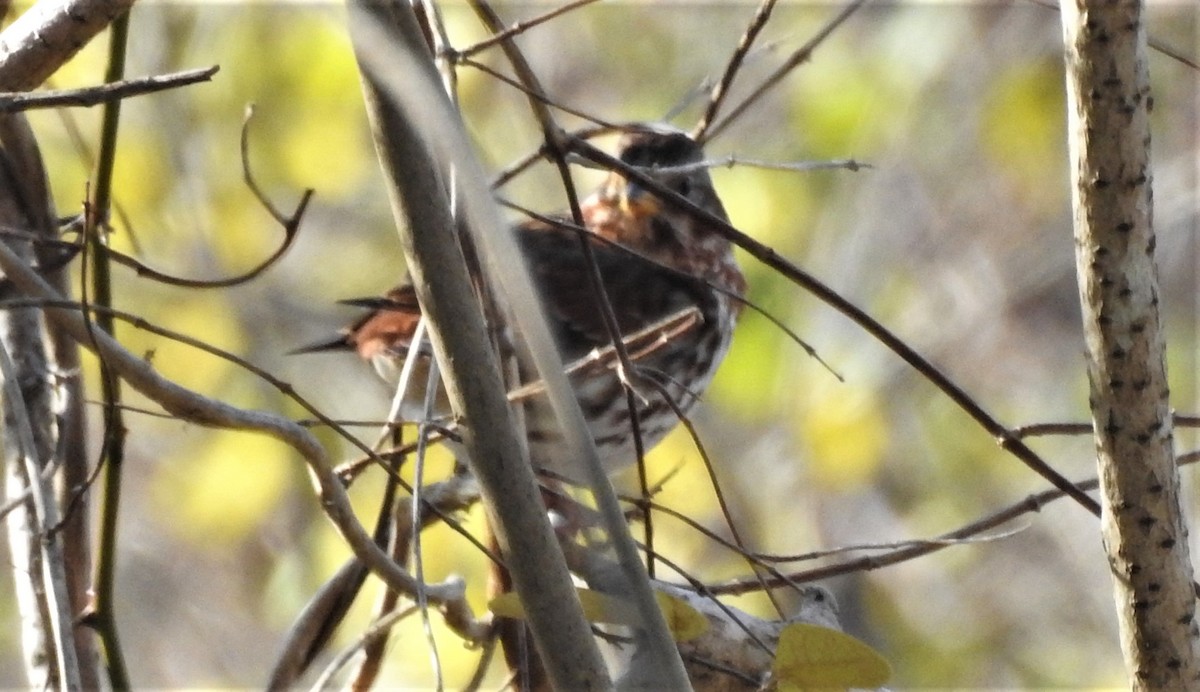 Fox Sparrow - Moe Molander