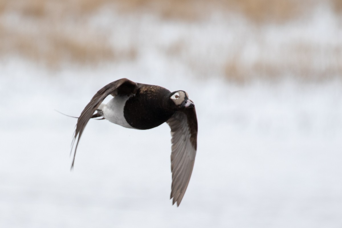 Long-tailed Duck - ML510021751