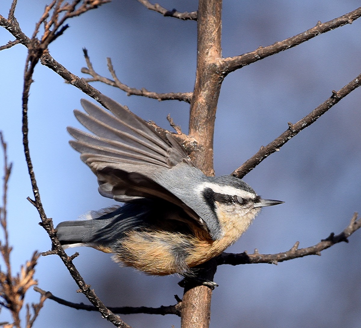 Red-breasted Nuthatch - ML510022241
