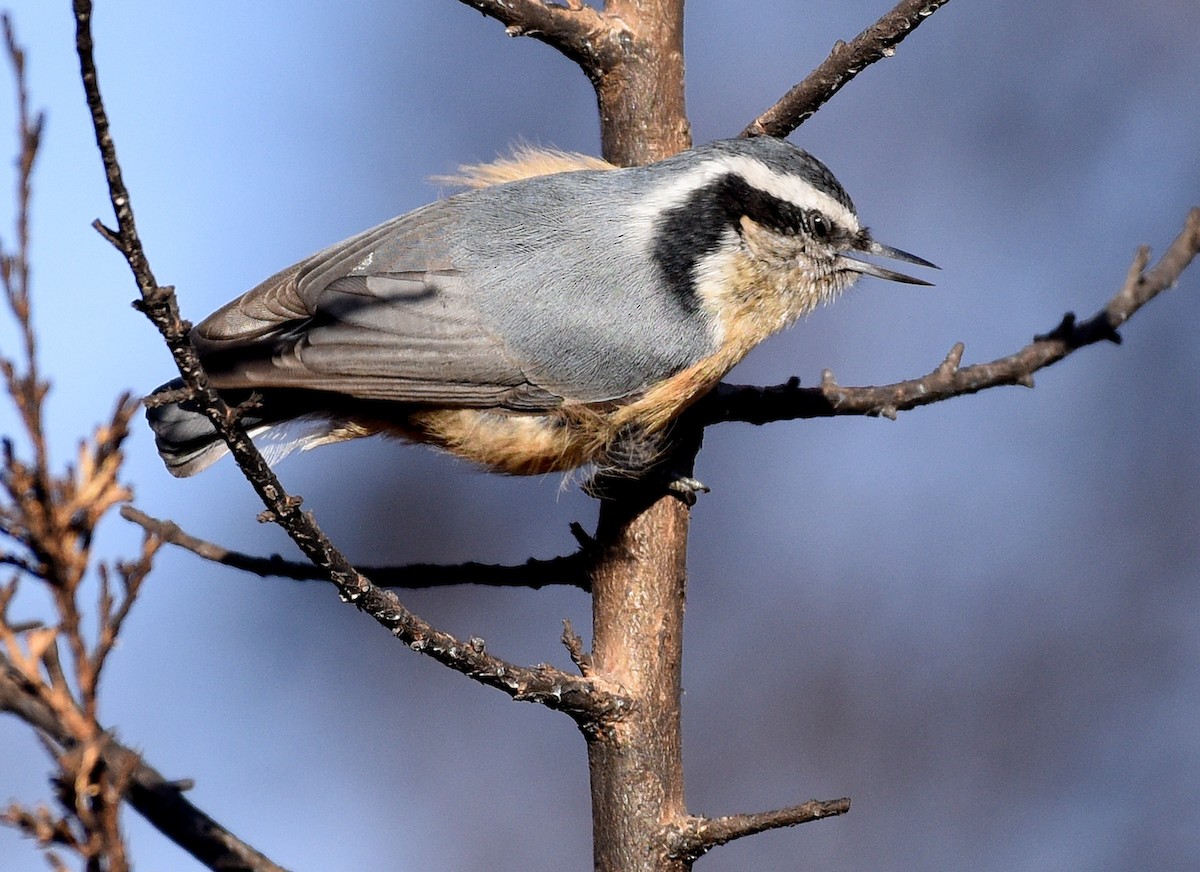 Red-breasted Nuthatch - ML510022251