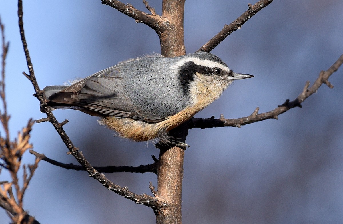 Red-breasted Nuthatch - ML510022261