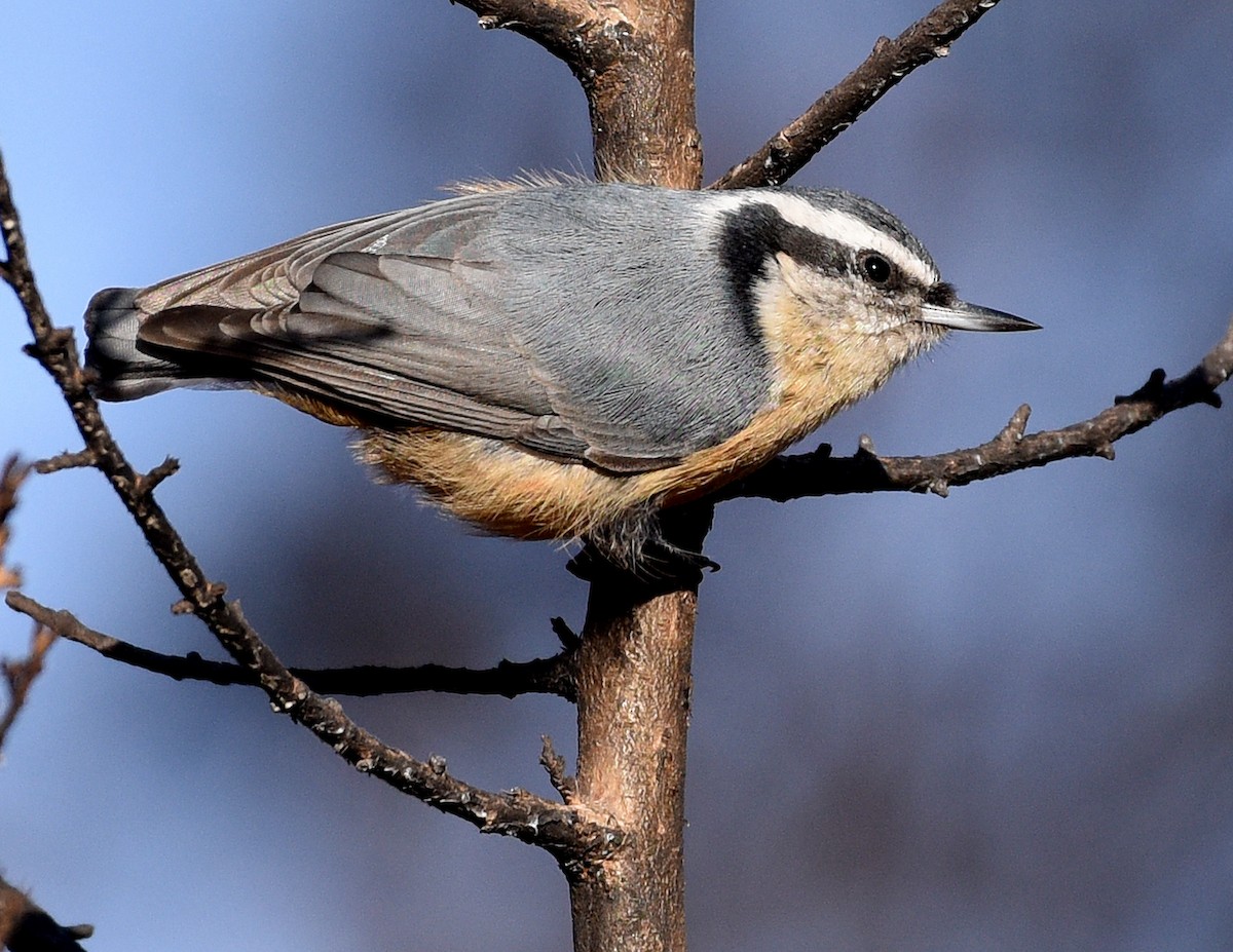 Red-breasted Nuthatch - ML510022271