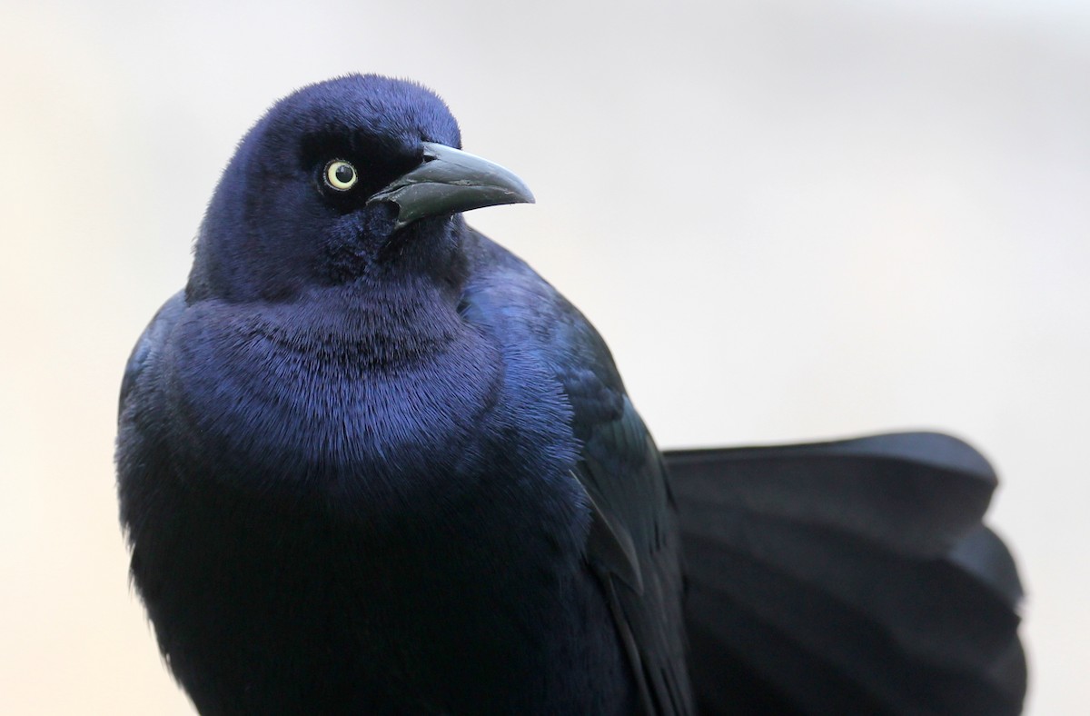 Great-tailed Grackle - ML51002281
