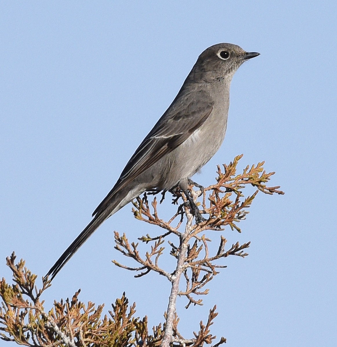 Townsend's Solitaire - ML510025751
