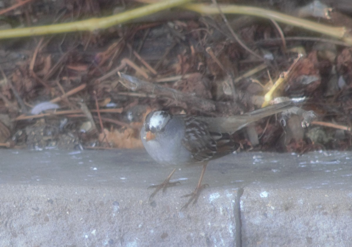 White-crowned Sparrow - ML510026471