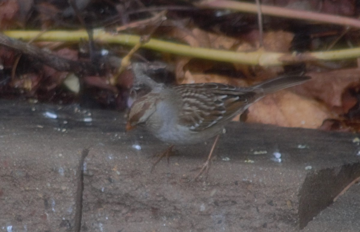 Passerellidae sp. (sparrow sp.) - ML510027261