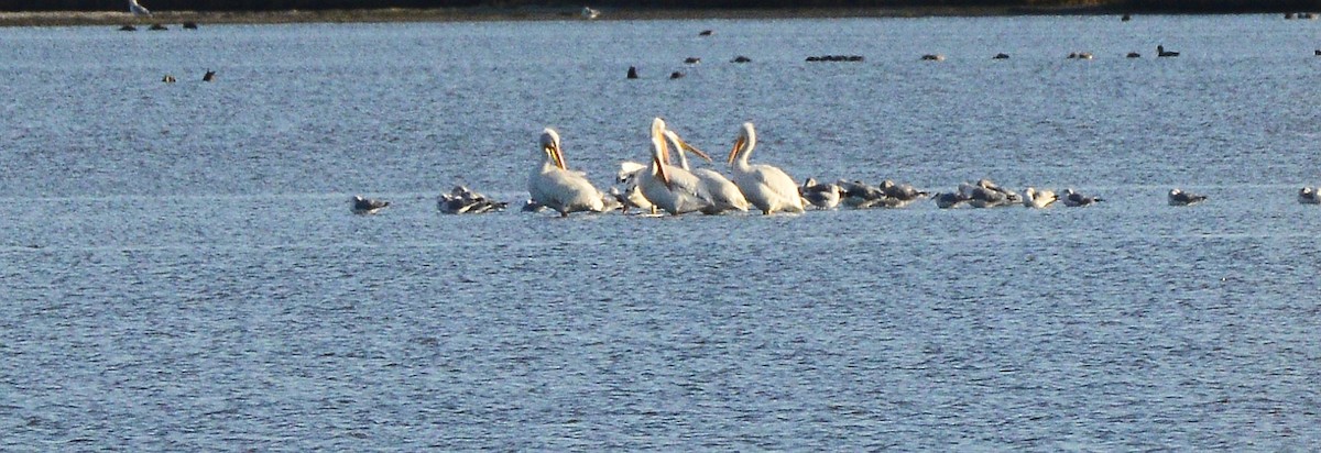 New Jersey EBird Checklist - 4 Dec 2022 - Edwin B. Forsythe NWR ...