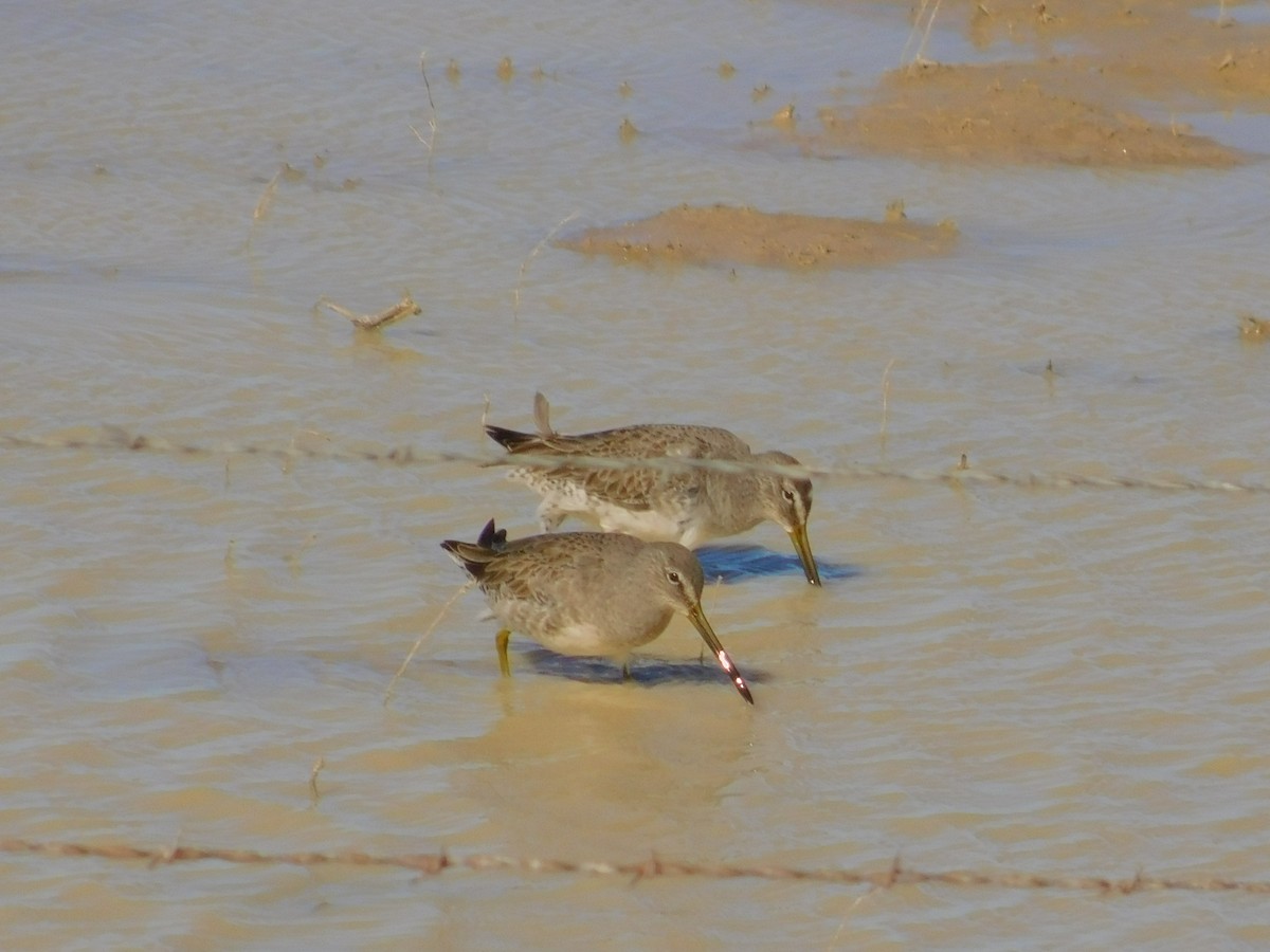 Long-billed Dowitcher - ML510030171