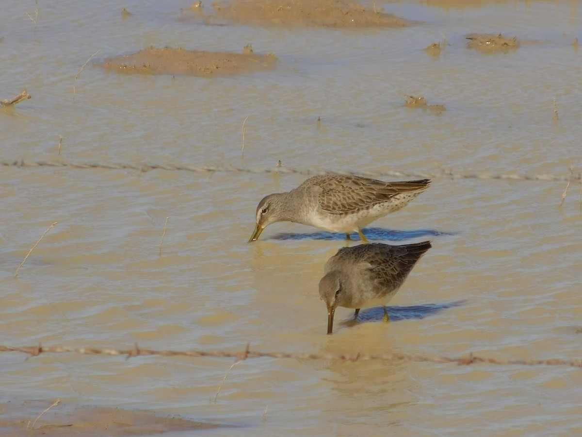 Long-billed Dowitcher - ML510030181
