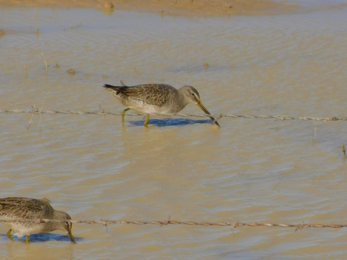 Long-billed Dowitcher - ML510030201
