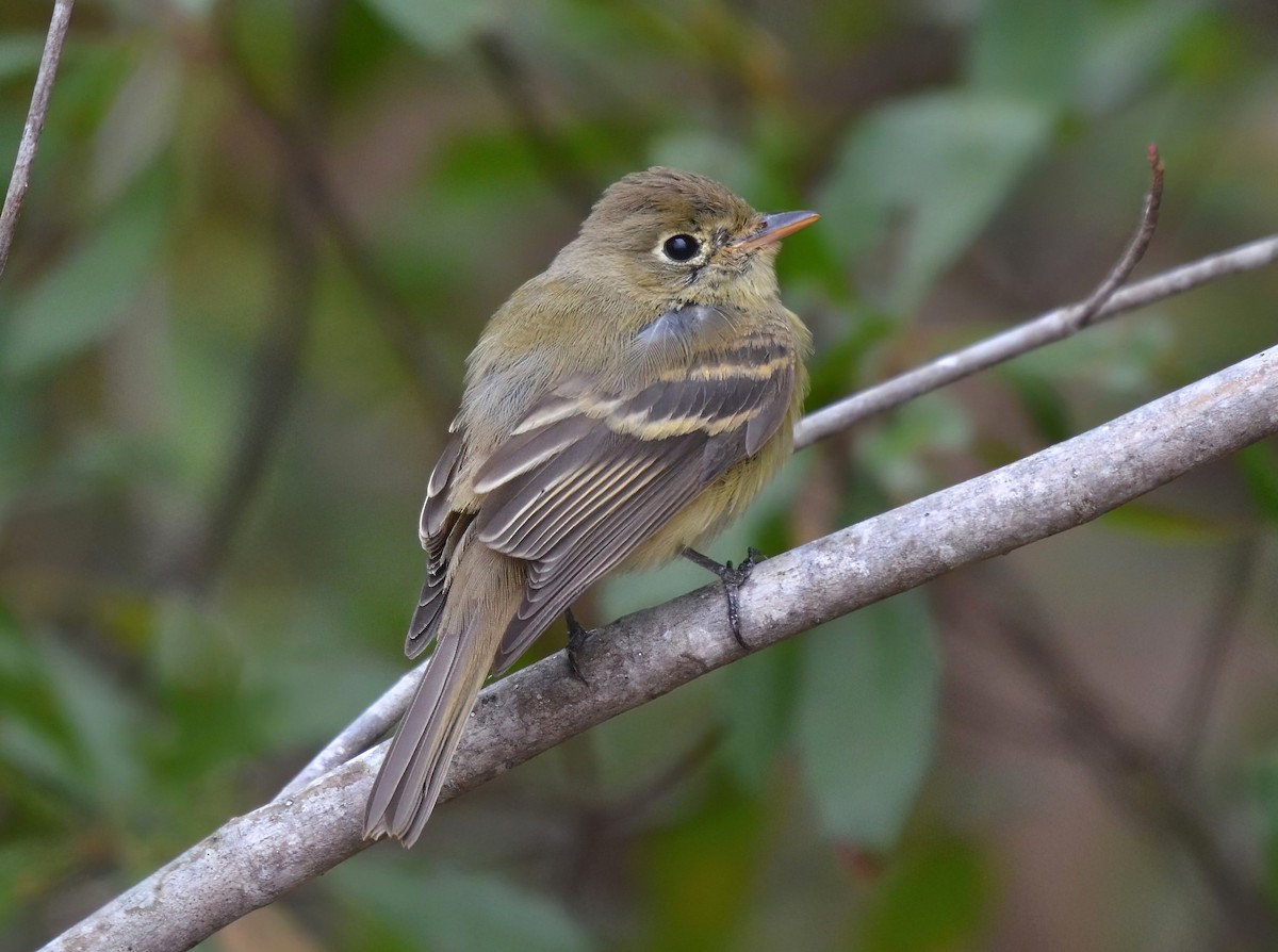 North Carolina Bird Atlas Checklist - 4 Dec 2022 - Buckhorn Reservoir