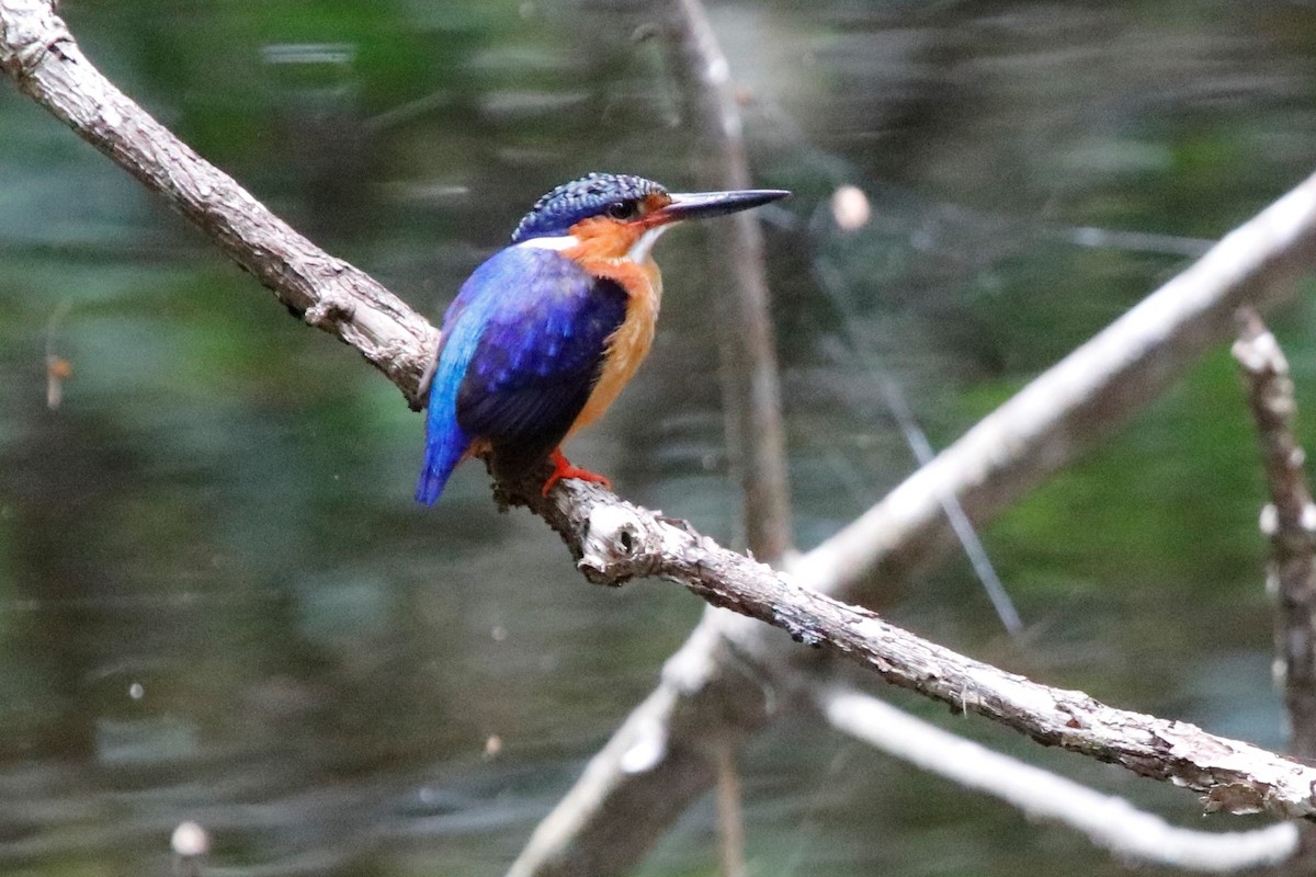 Malagasy Kingfisher - ML510043521
