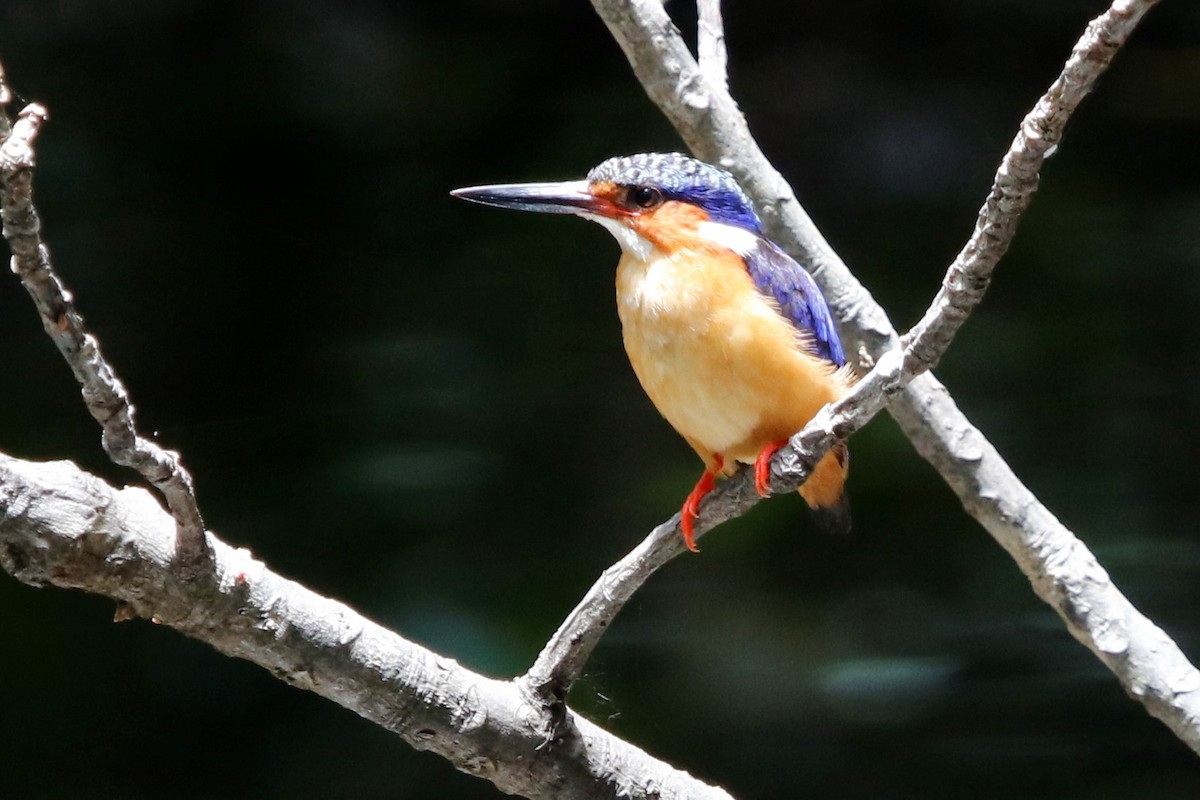 Malagasy Kingfisher - Jason Fidorra