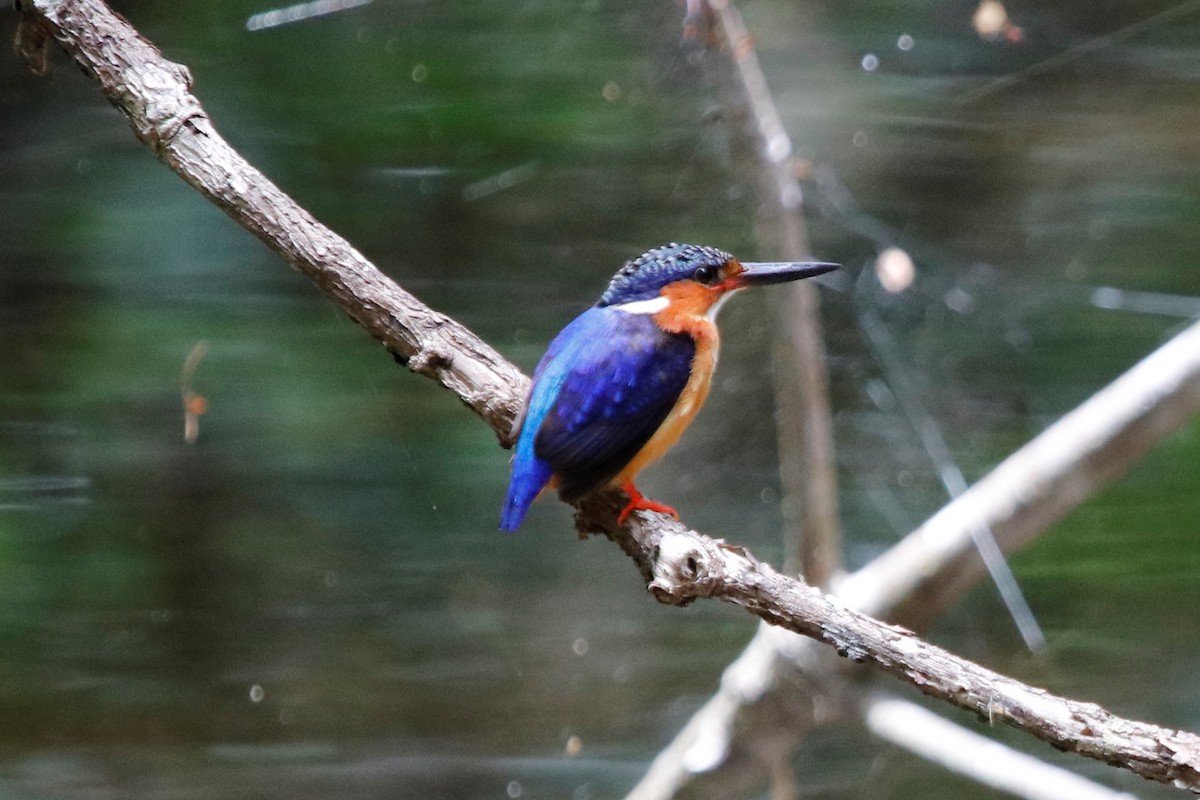 Malagasy Kingfisher - ML510043541