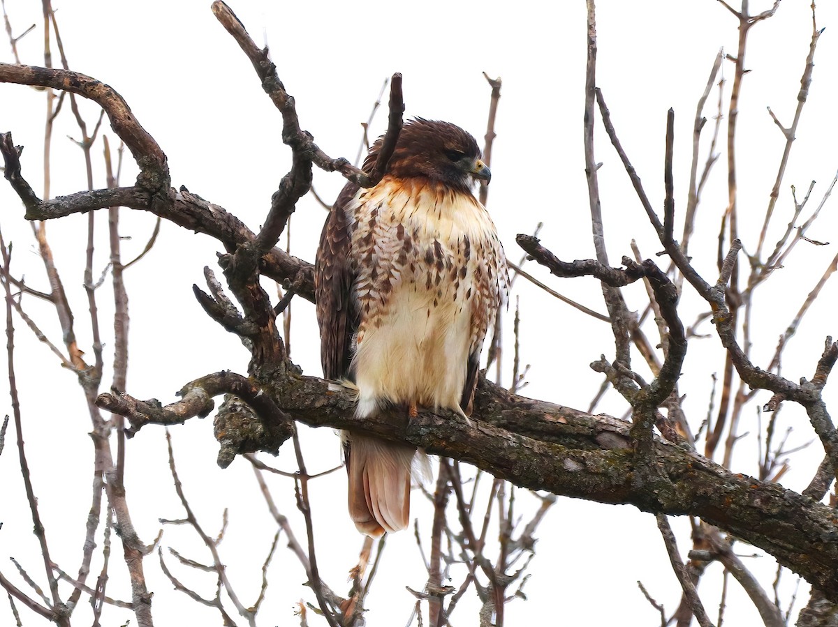 Red-tailed Hawk - ML510044211