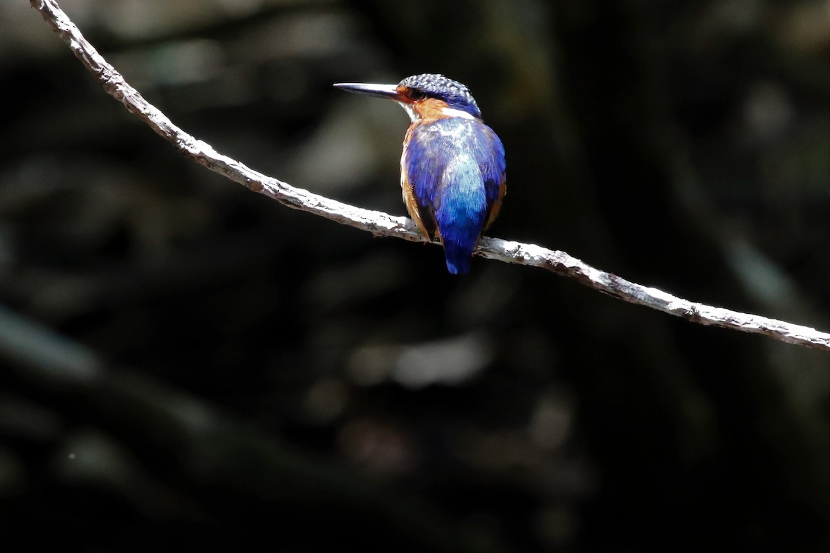 Malagasy Kingfisher - ML510044271