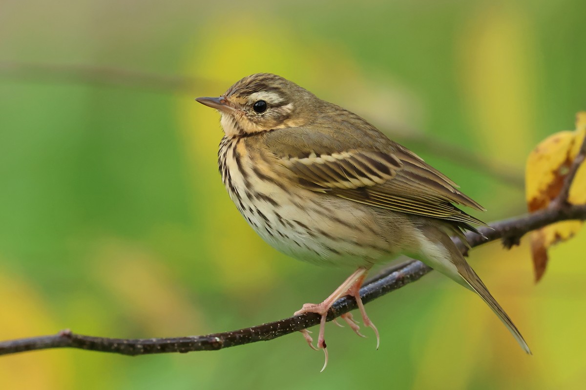 Olive-backed Pipit - ML510046931