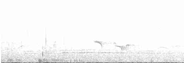 ibis laločnatý - ML510047671