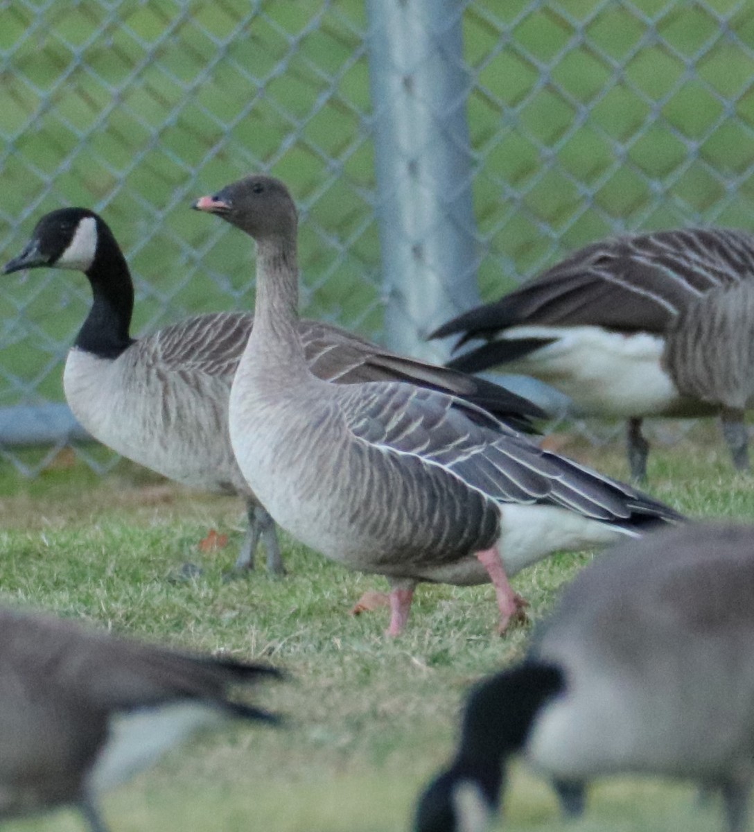 Pink-footed Goose - ML510048321