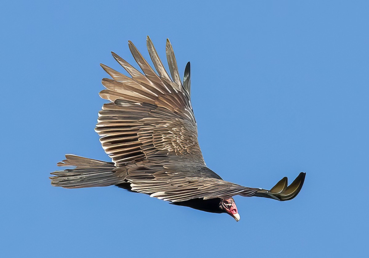 Turkey Vulture - ML510049371