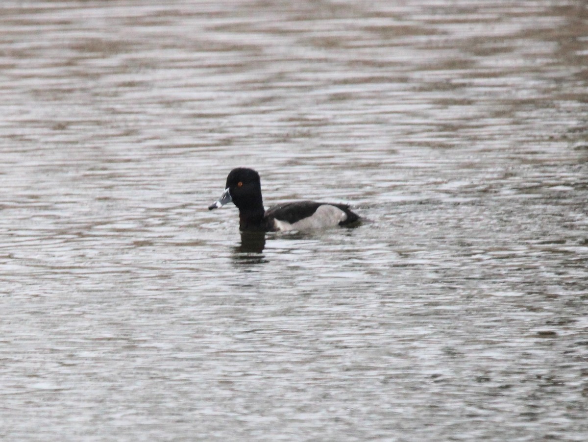 eBird Checklist - 4 Dec 2022 - Andrew H. Hulsey State Fish Hatchery ...