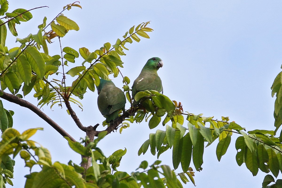 Blue-headed Racquet-tail - Charley Hesse TROPICAL BIRDING