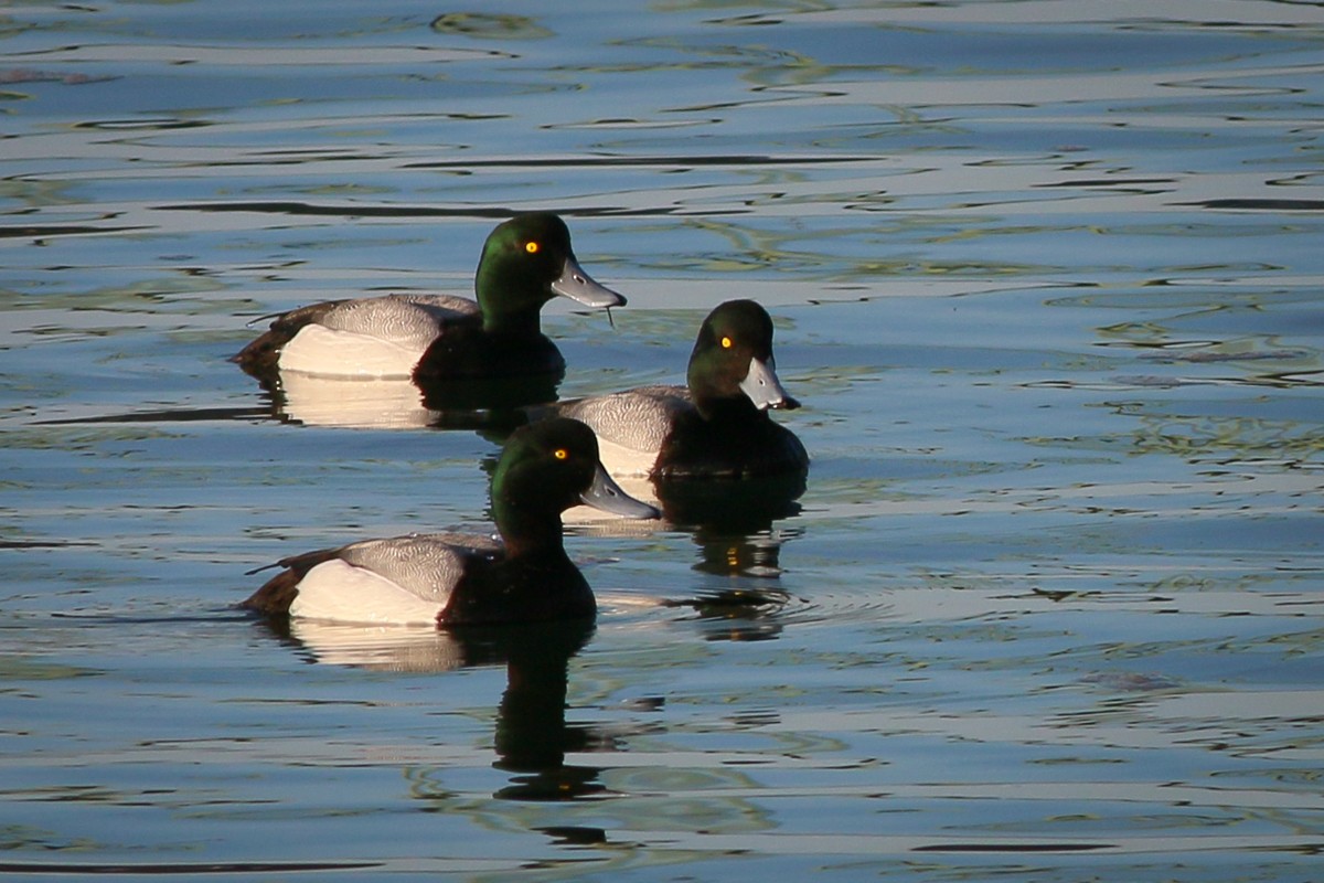 Greater Scaup - ML51006181