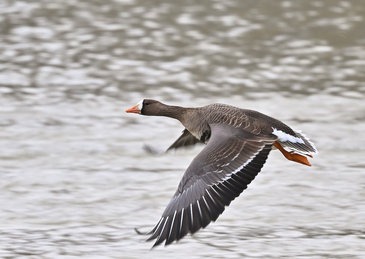 Greater White-fronted Goose - André Lanouette