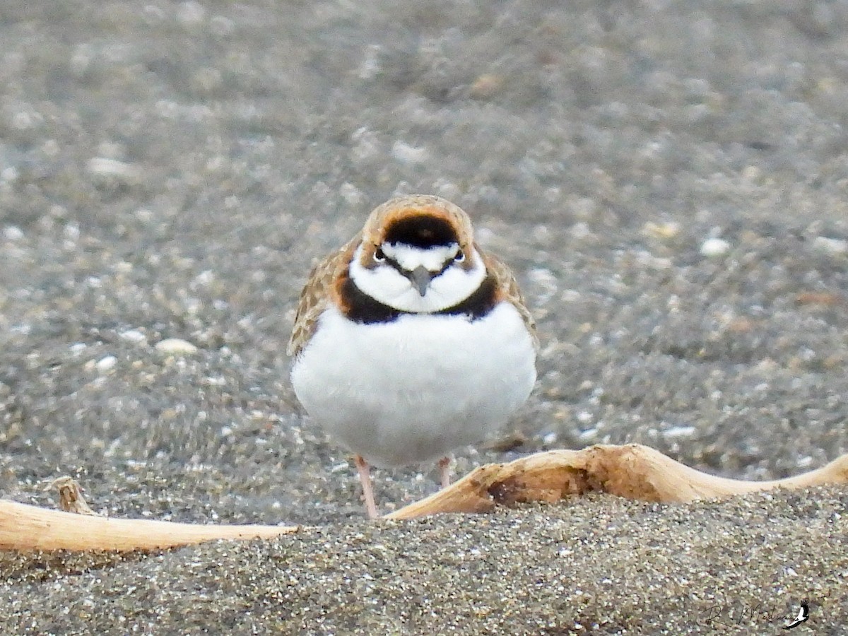 Collared Plover - ML510063601