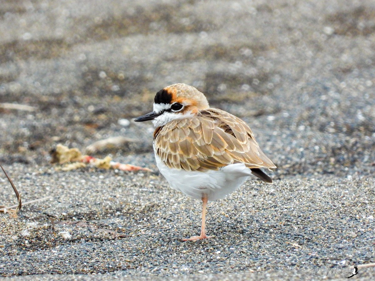 Collared Plover - ML510063621