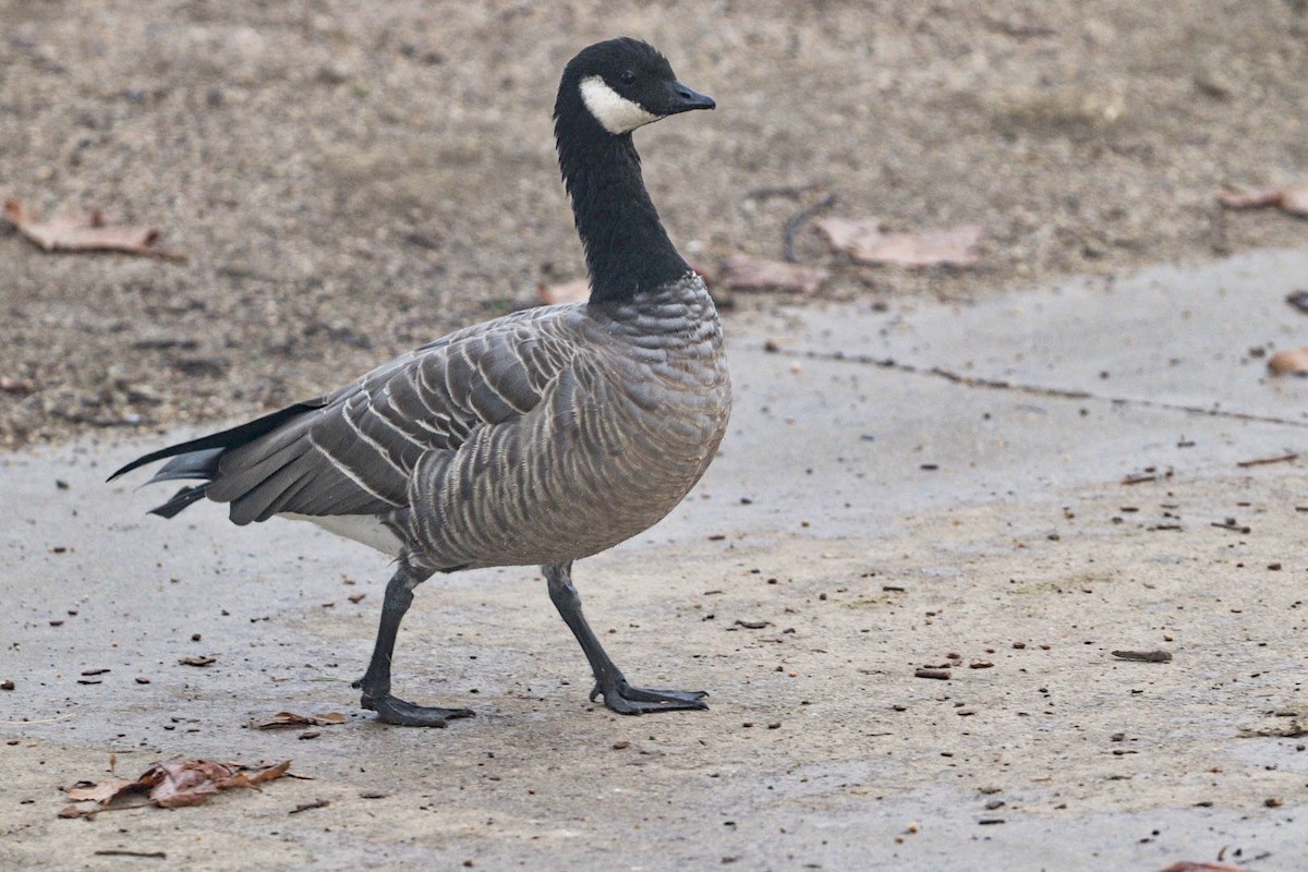 Cackling Goose (minima) - ML510065691