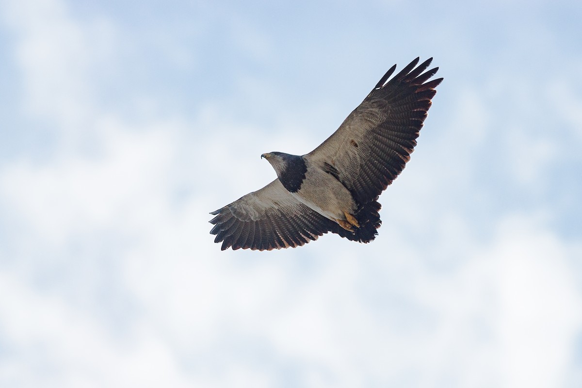 Black-chested Buzzard-Eagle - Jérémy Calvo