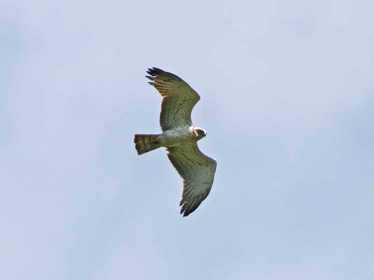 Short-toed Snake-Eagle - Niall D Perrins