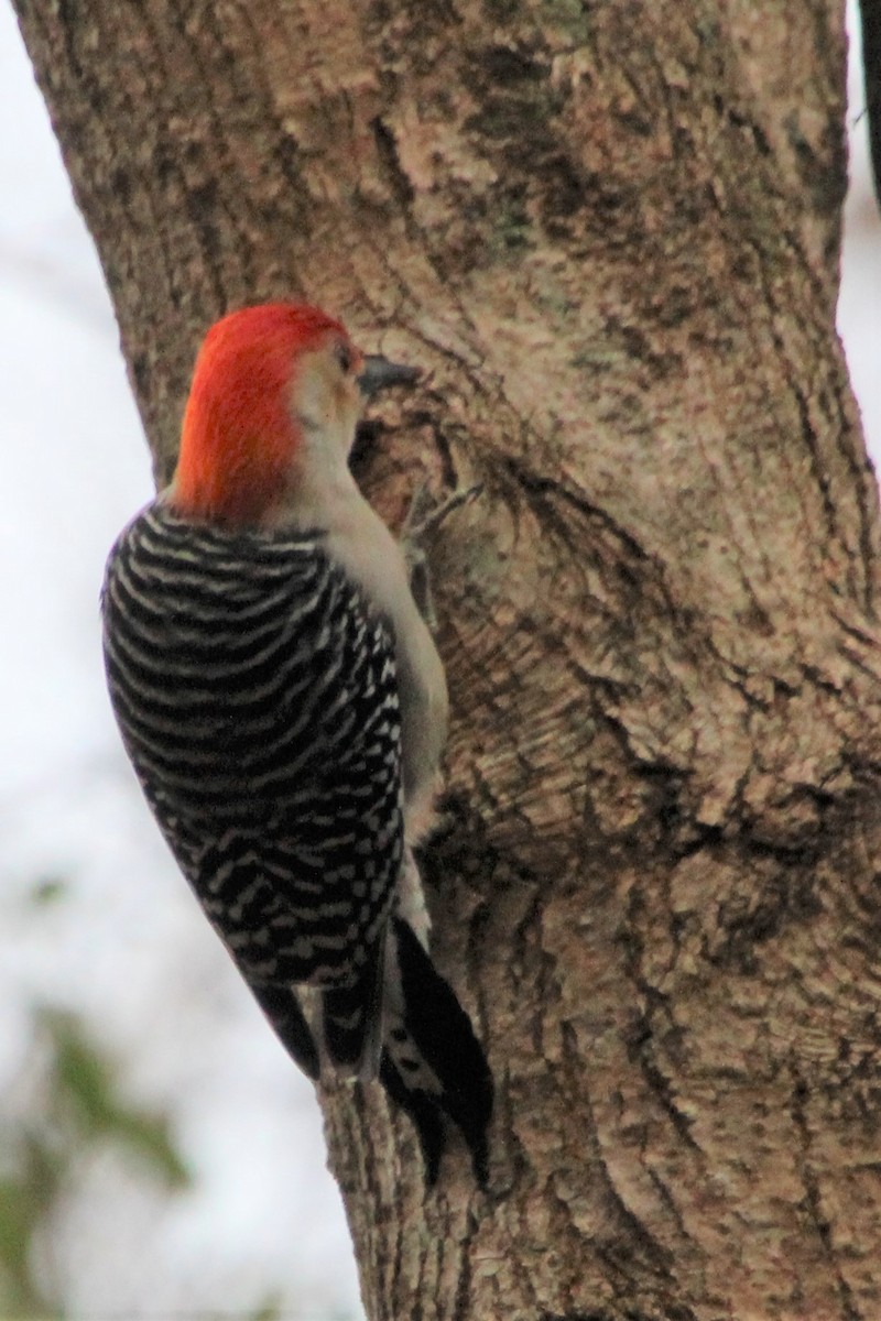 Red-bellied Woodpecker - ML510076371