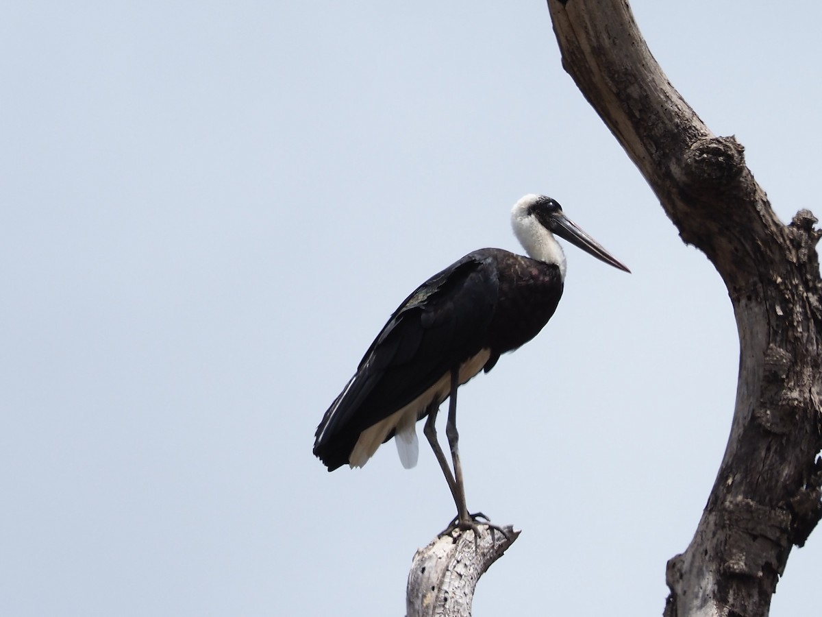 African Woolly-necked Stork - ML510082451