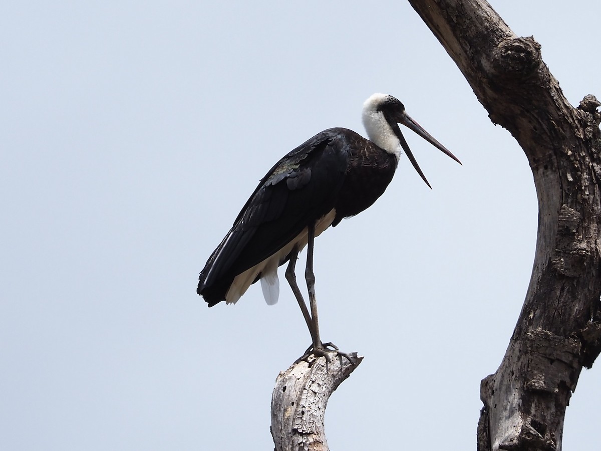 African Woolly-necked Stork - Selvino de Kort