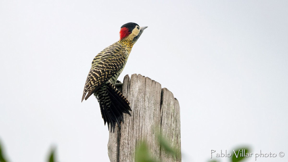 Green-barred Woodpecker - ML510082841