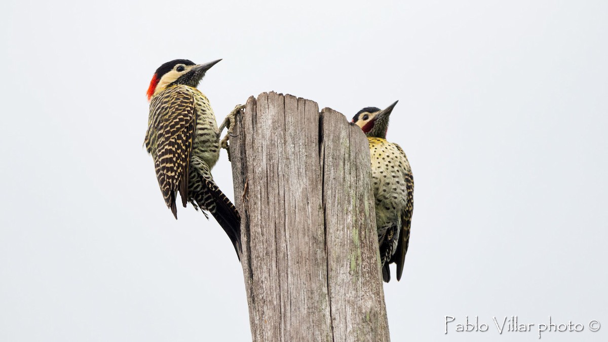 Green-barred Woodpecker - ML510082861