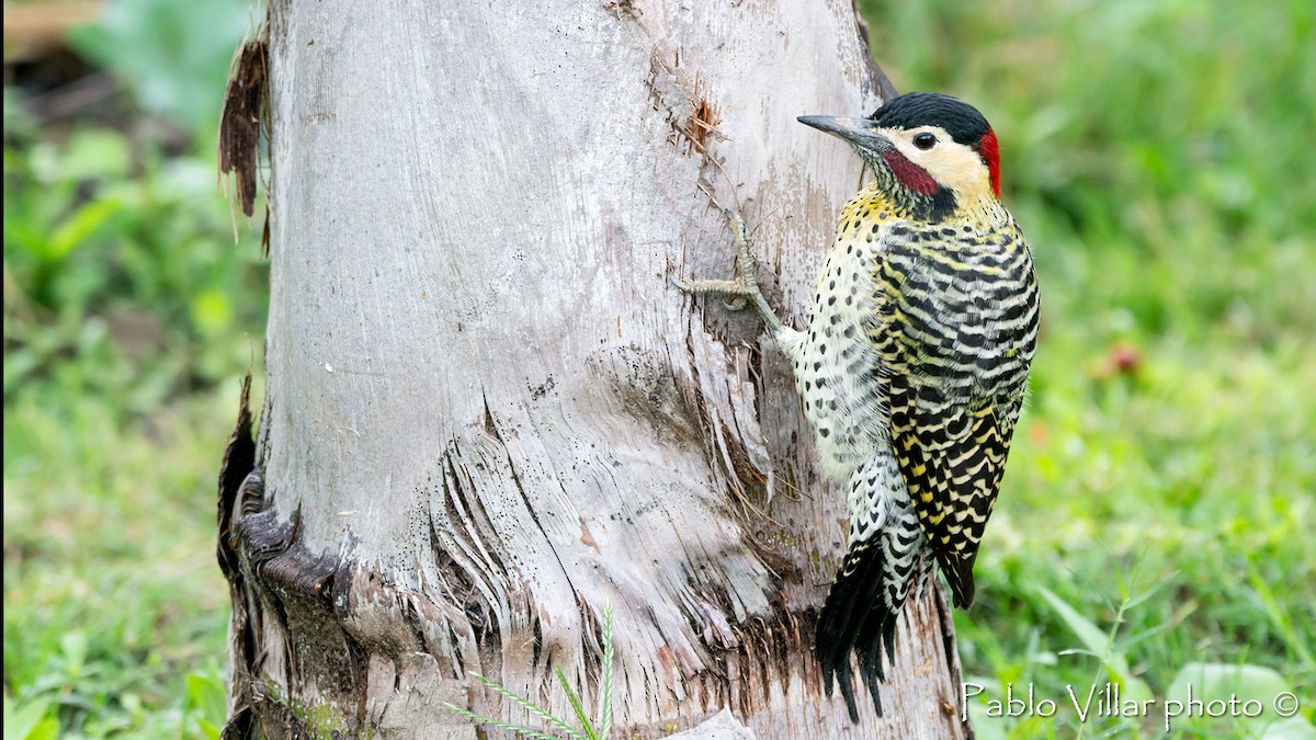 Green-barred Woodpecker - ML510082871