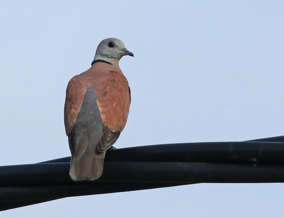 Red Collared-Dove - ML51008291