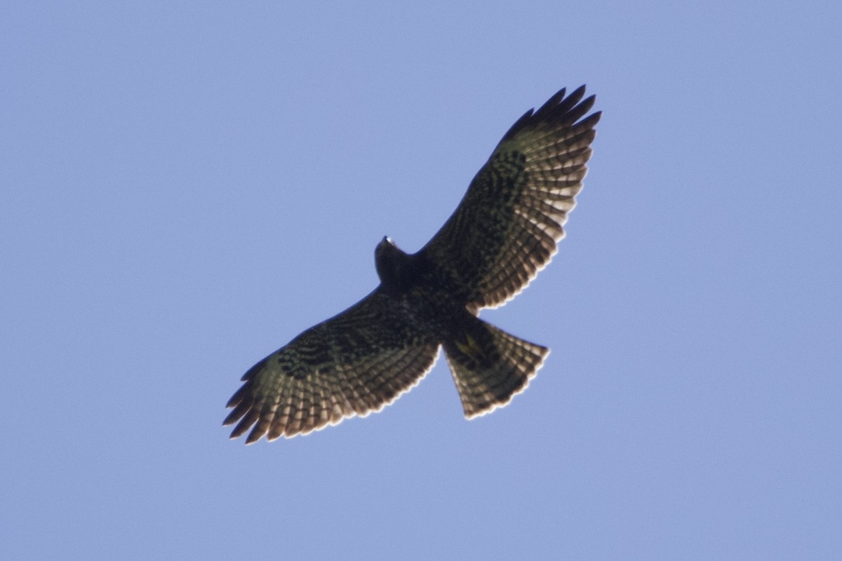 Short-tailed Hawk - ML510088241