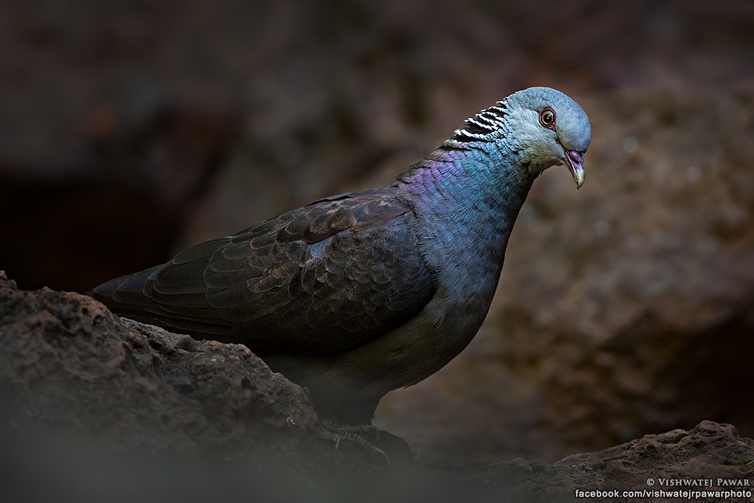 Nilgiri Wood-Pigeon - ML51008841