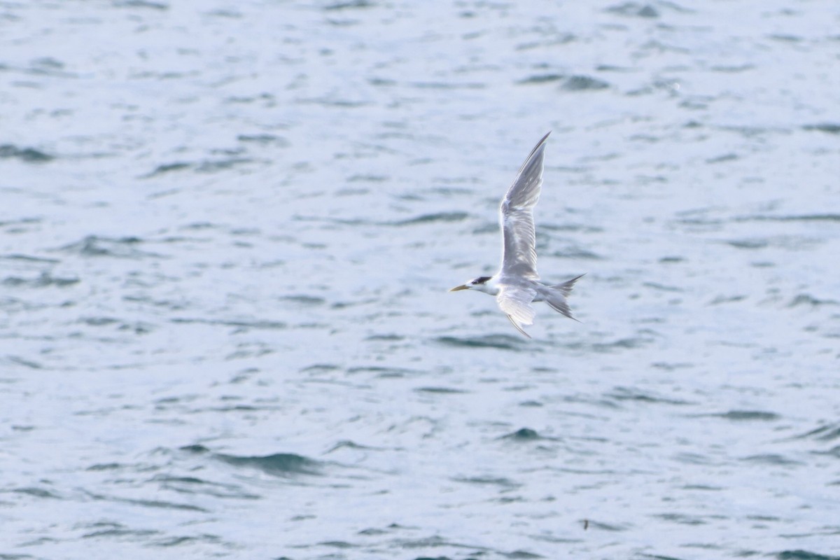 Great Crested Tern - ML510090541