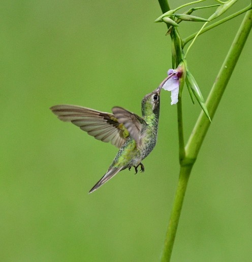 kolibřík rudozobý - ML510093701