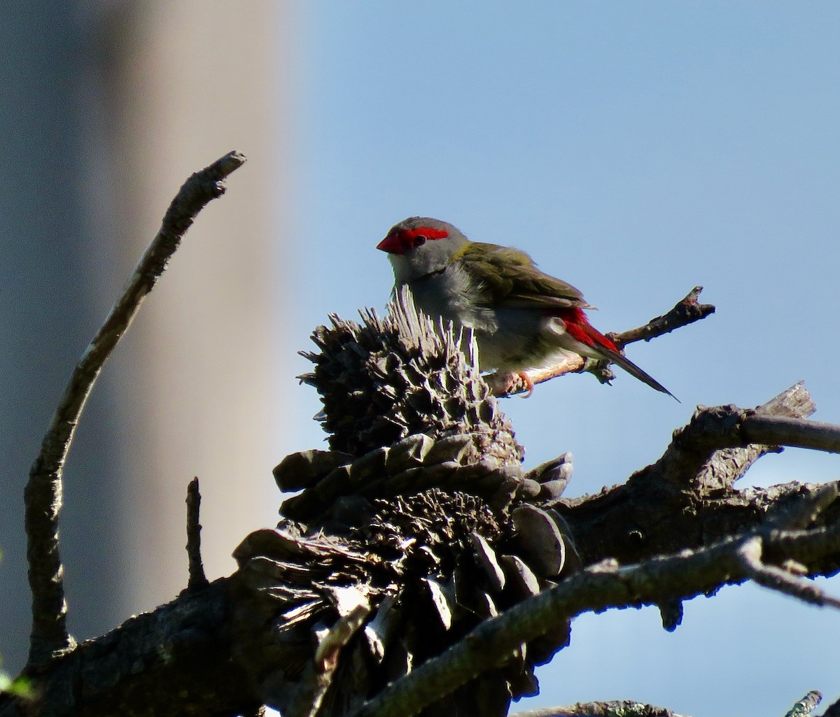 Red-browed Firetail - Tony Willis