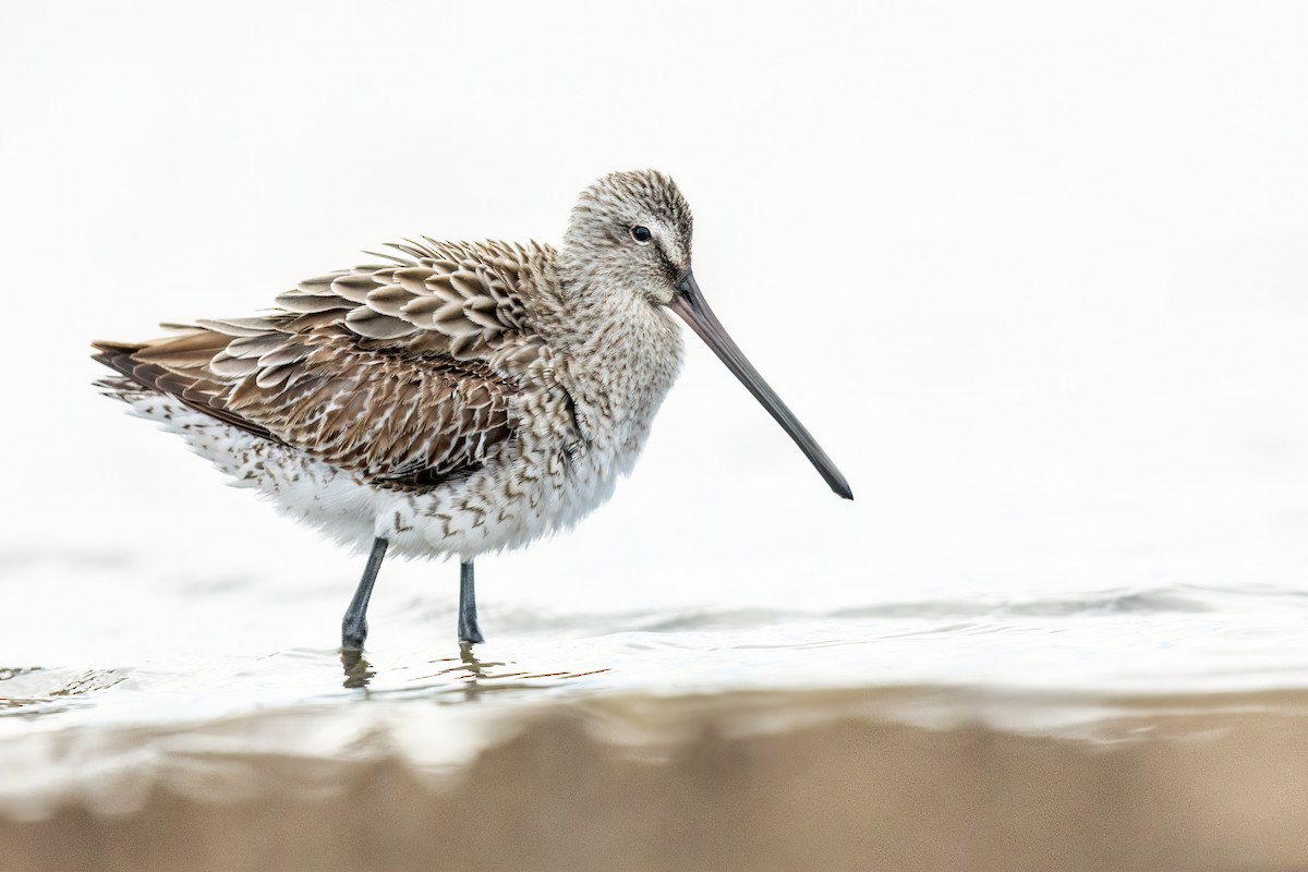 Asian Dowitcher - ML510102211