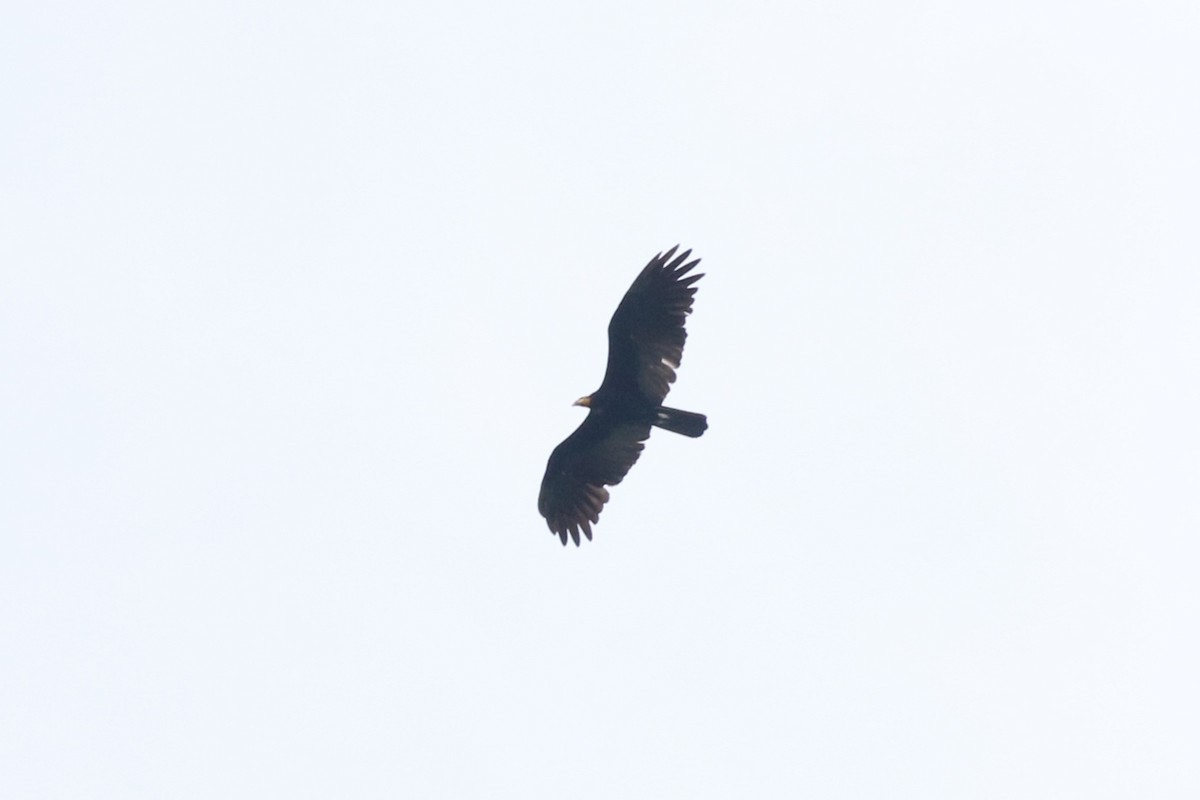 Greater Yellow-headed Vulture - ML510104781
