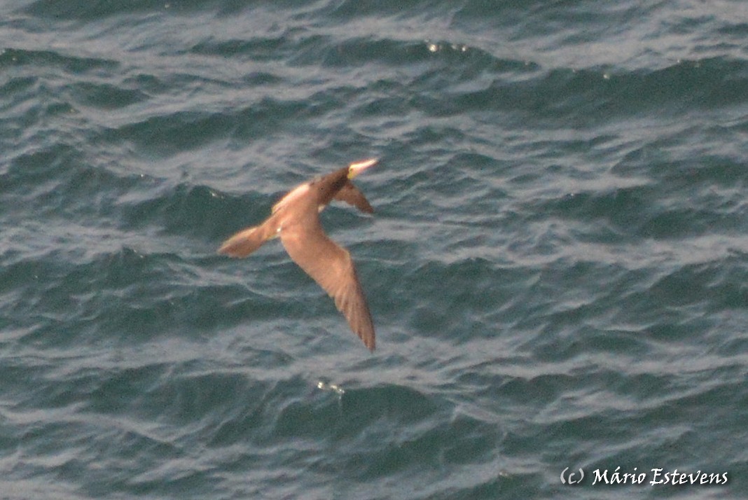 Brown Booby - ML51010781