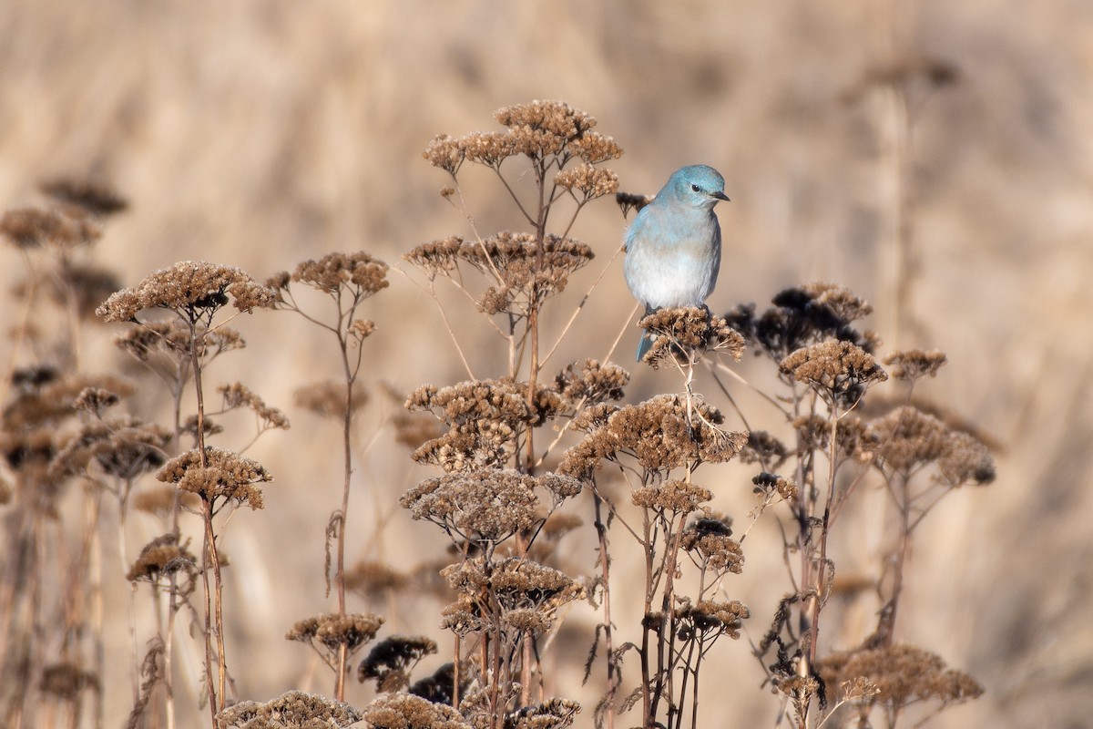 Mountain Bluebird at Boundary Bay--72nd St. to 88 St. by Chris McDonald